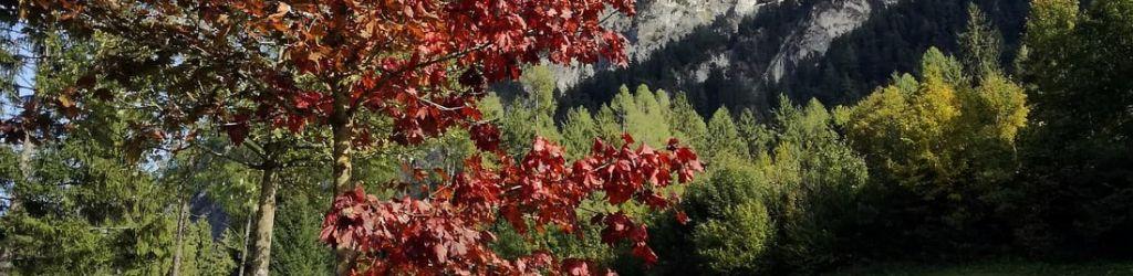 Alpin Golf Brand cover image